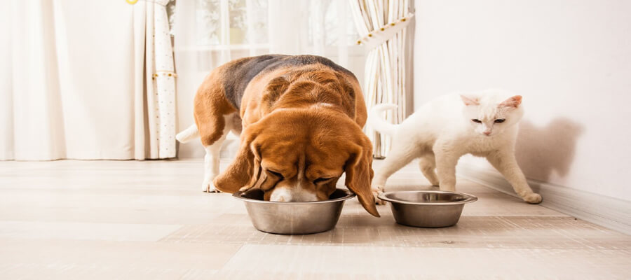 How to Spot Allergies in Your Dog’s Diet